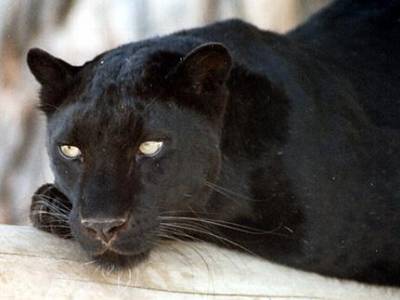trop beau